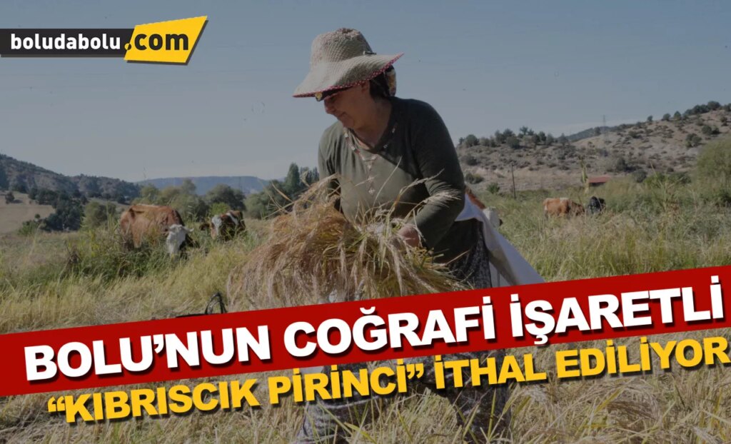 Bolu’nun coğrafi işaretli “Kıbrıscık pirinci” hasat ediliyor Bolu’nun coğrafi işaretli “Kıbrıscık pirinci” hasat ediliyor