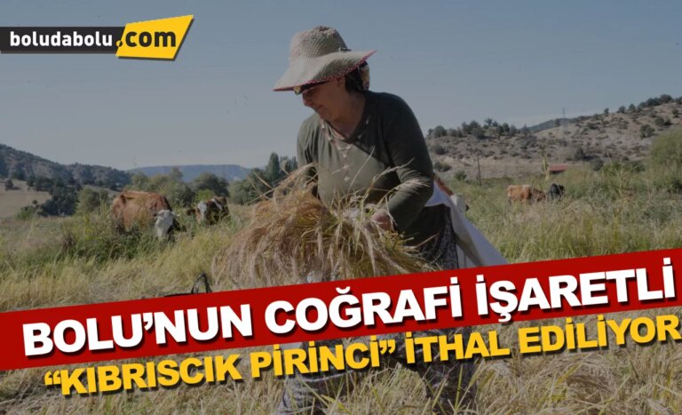 Bolu’nun coğrafi işaretli “Kıbrıscık pirinci” hasat ediliyor