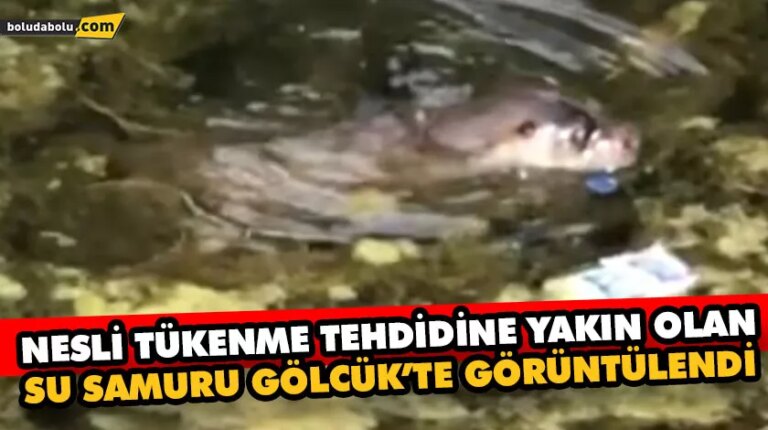 Nesli tükenme tehdidine yakın olan su samuru Gölcük’te görüntülendi