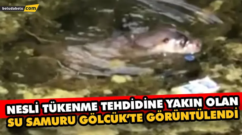 Nesli tükenme tehdidine yakın olan su samuru Gölcük’te görüntülendi Nesli tükenme tehdidine yakın olan su samuru Gölcük’te görüntülendi