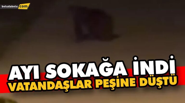 AYI SOKAĞA İNDİ, VATANDAŞLAR AYININ PEŞİNE DÜŞTÜ