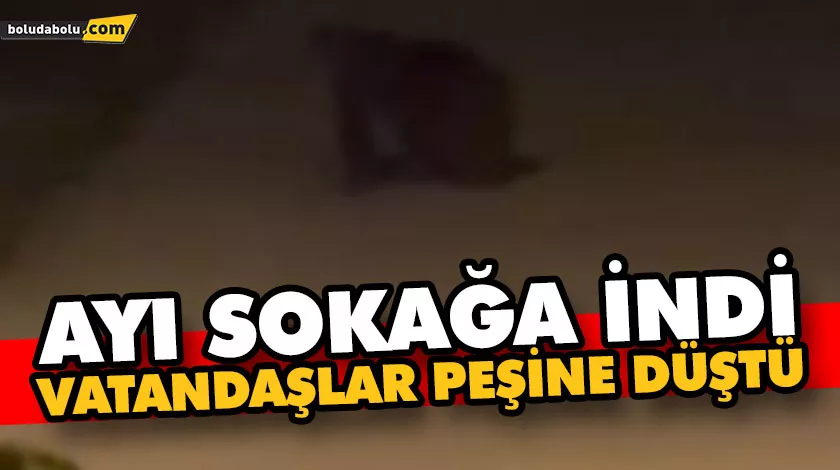 AYI SOKAĞA İNDİ, VATANDAŞLAR AYININ PEŞİNE DÜŞTÜ AYI SOKAĞA İNDİ, VATANDAŞLAR AYININ PEŞİNE DÜŞTÜ