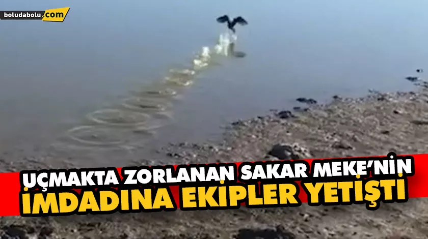 Uçmakta zorlanan sakar meke’nin imdadına ekipler yetişti Uçmakta zorlanan sakar meke’nin imdadına ekipler yetişti
