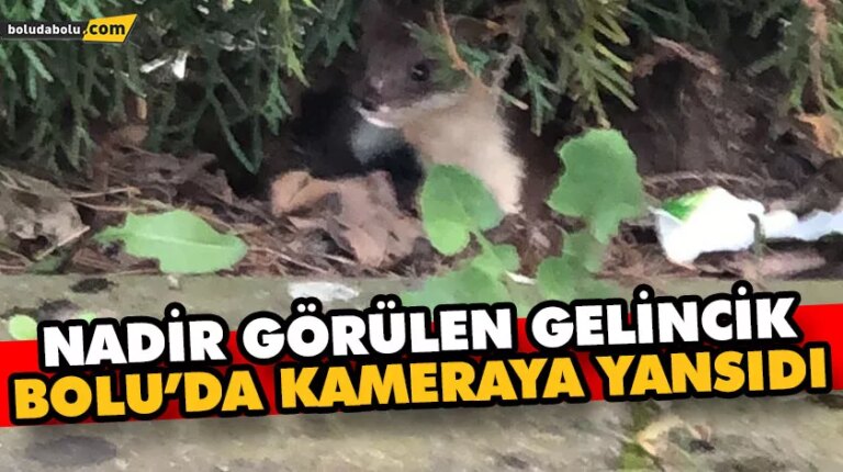 NADİR GÖRÜLEN GELİNCİK BOLU’DA KAMERAYA YANSIDI