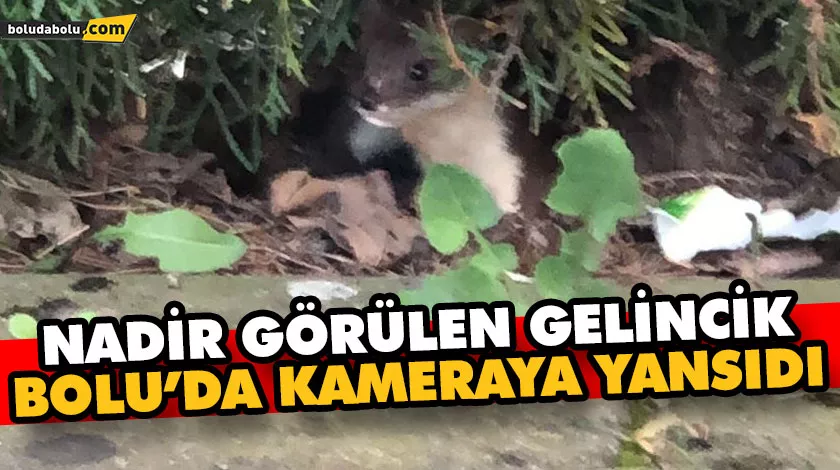NADİR GÖRÜLEN GELİNCİK BOLU’DA KAMERAYA YANSIDI NADİR GÖRÜLEN GELİNCİK BOLU’DA KAMERAYA YANSIDI