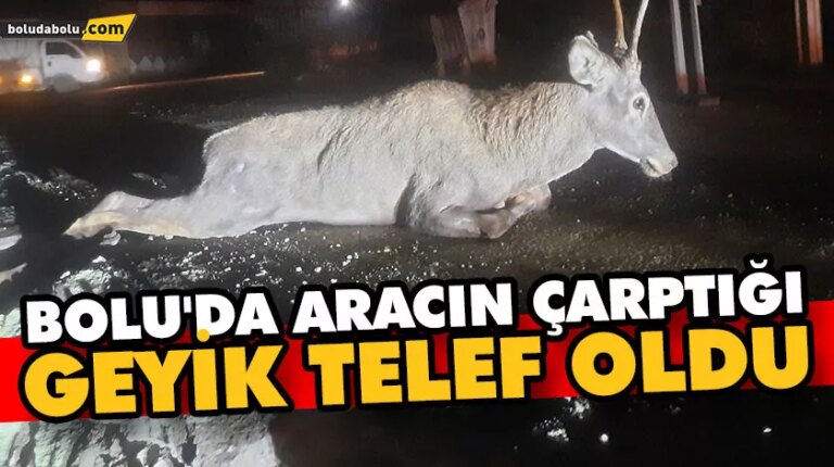 Bolu’da aracın çarptığı geyik telef oldu