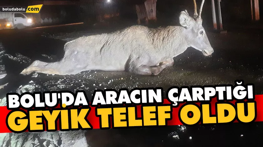 Bolu’da aracın çarptığı geyik telef oldu Bolu’da aracın çarptığı geyik telef oldu