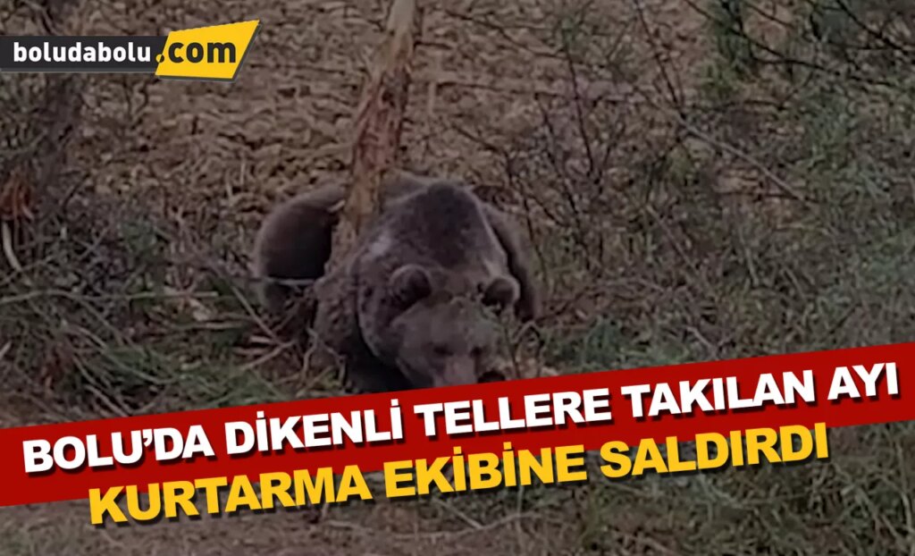 Bolu’da tellere takılan ayı kurtarma ekibine saldırdı Bolu’da tellere takılan ayı kurtarma ekibine saldırdı