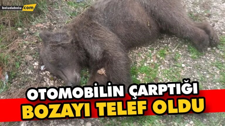 OTOMOBİLİN ÇARPTIĞI BOZAYI TELEF OLDU