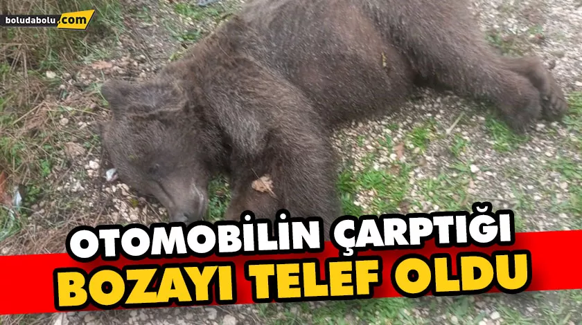 OTOMOBİLİN ÇARPTIĞI BOZAYI TELEF OLDU OTOMOBİLİN ÇARPTIĞI BOZAYI TELEF OLDU