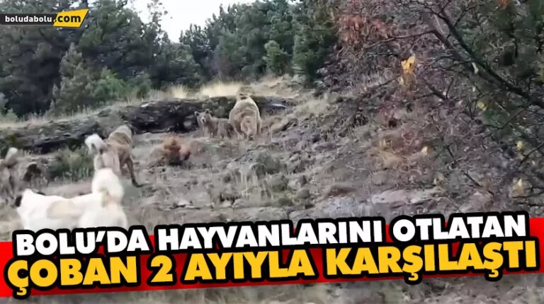 BOLU’DA HAYVANLARINI OTLATAN ÇOBAN 2 AYIYLA KARŞILAŞTI