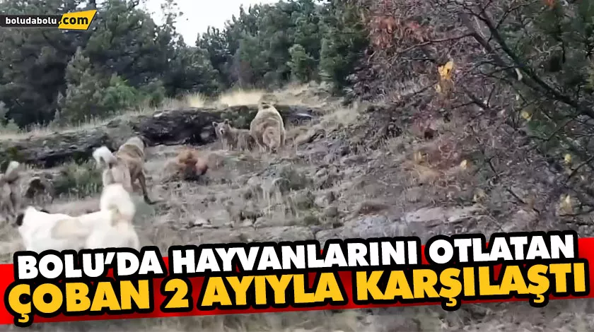 BOLU’DA HAYVANLARINI OTLATAN ÇOBAN 2 AYIYLA KARŞILAŞTI BOLU’DA HAYVANLARINI OTLATAN ÇOBAN 2 AYIYLA KARŞILAŞTI