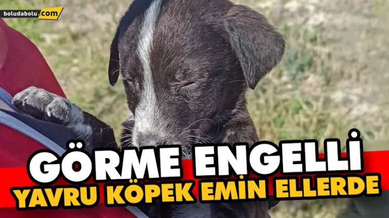 Görme engelli yavru köpek emin ellerde