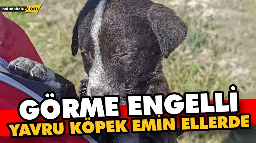 Görme engelli yavru köpek emin ellerde Görme engelli yavru köpek emin ellerde