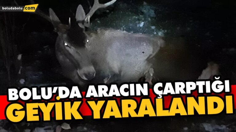 BOLU’DA ARACIN ÇARPTIĞI GEYİK YARALANDI