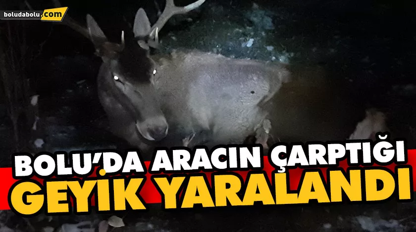 BOLU’DA ARACIN ÇARPTIĞI GEYİK YARALANDI BOLU’DA ARACIN ÇARPTIĞI GEYİK YARALANDI