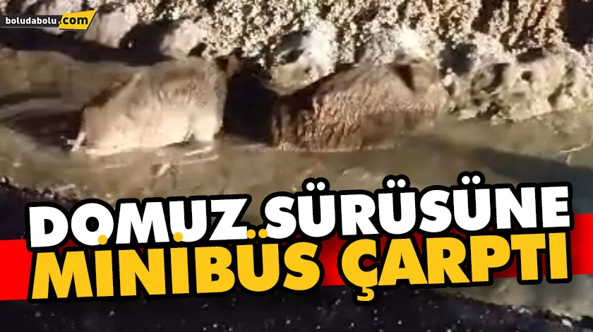 Domuz sürüsüne minibüs çarptı Domuz sürüsüne minibüs çarptı