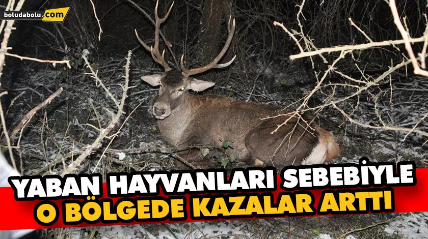 Yaban hayvanları sebebiyle o bölgede kazalar arttı Yaban hayvanları sebebiyle o bölgede kazalar arttı
