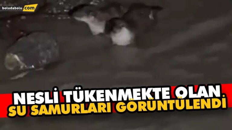 NESLİ TÜKENMEKTE OLAN SU SAMURLARI GÖRÜNTÜLENDİ