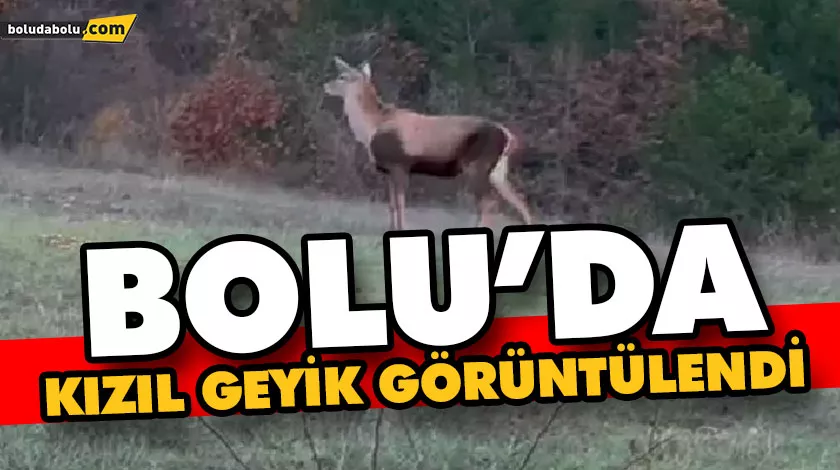 BOLU’DA KIZIL GEYİK GÖRÜNTÜLENDİ BOLU’DA KIZIL GEYİK GÖRÜNTÜLENDİ