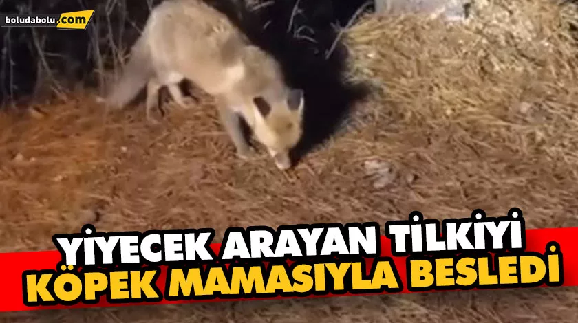 YİYECEK ARAYAN TİLKİYİ KÖPEK MAMASIYLA BESLEDİ
