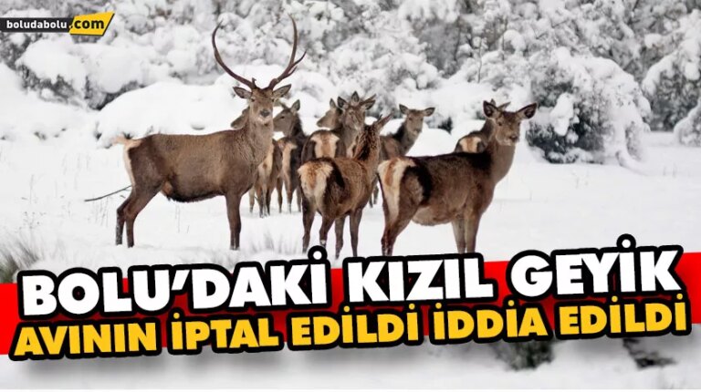 BOLU’DAKİ KIZIL GEYİK AVININ İPTAL EDİLDİ İDDİA EDİLDİ