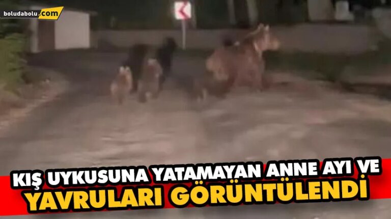 Kış uykusuna yatamayan anne ayı ve yavruları görüntülendi