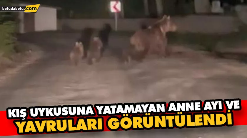 Kış uykusuna yatamayan anne ayı ve yavruları görüntülendi Kış uykusuna yatamayan anne ayı ve yavruları görüntülendi