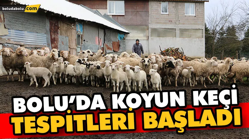 Bolu’da koyun keçi tespitleri başladı Bolu’da koyun keçi tespitleri başladı