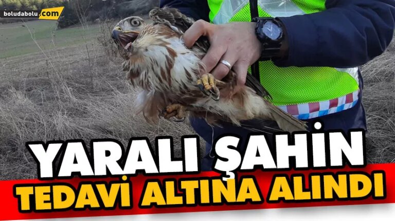 YARALI ŞAHİN TEDAVİ ALTINA ALINDI
