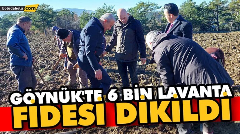 GÖYNÜK’TE 6 BİN LAVANTA FİDESİ DİKİLDİ