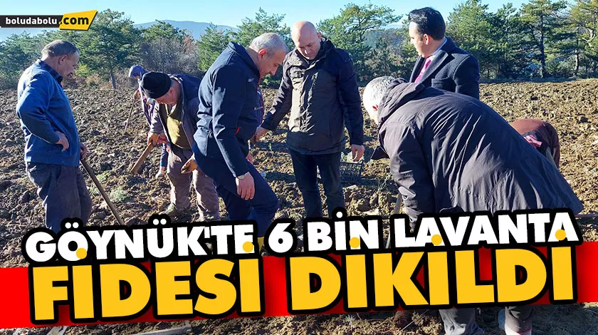 GÖYNÜK’TE 6 BİN LAVANTA FİDESİ DİKİLDİ GÖYNÜK’TE 6 BİN LAVANTA FİDESİ DİKİLDİ