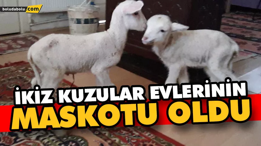 İkiz kuzuların görüntüleri yürekleri ısıttı İkiz kuzuların görüntüleri yürekleri ısıttı