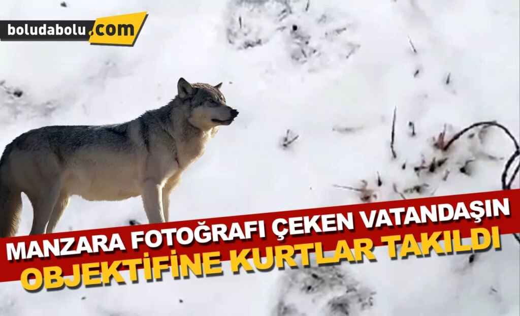 Bolu’da vahşi kurtları böyle görüntüledi Bolu’da vahşi kurtları böyle görüntüledi