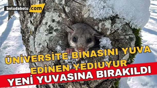 Üniversite binasını yuva edinen yediuyur, kış uykusu için ağaç kovuğuna bırakıldı