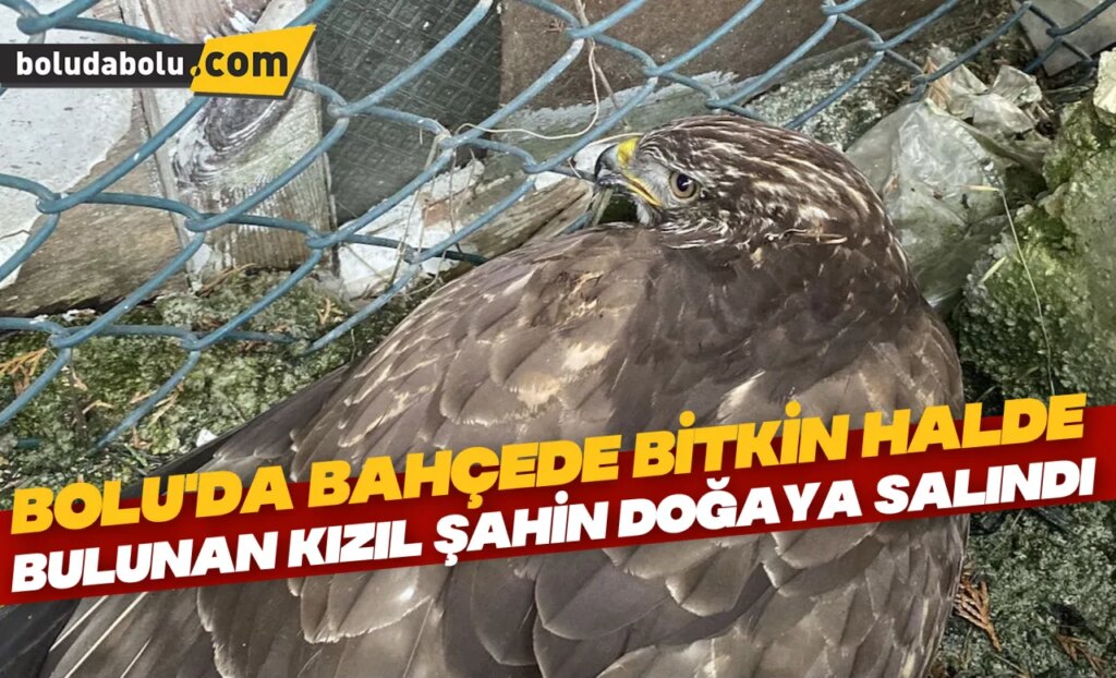 Bolu’da bahçede bitkin halde bulunan kızıl şahin doğaya salındı Bolu’da bahçede bitkin halde bulunan kızıl şahin doğaya salındı