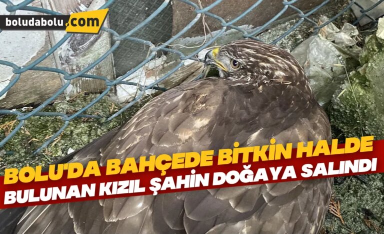 Bolu’da bahçede bitkin halde bulunan kızıl şahin doğaya salındı