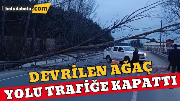 Devrilen ağaç yolu trafiği kapattı Devrilen ağaç yolu trafiği kapattı
