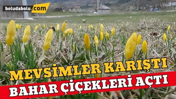 Bolu’da mevsimler karıştı: Bahar çiçekleri açtı Bolu’da mevsimler karıştı: Bahar çiçekleri açtı
