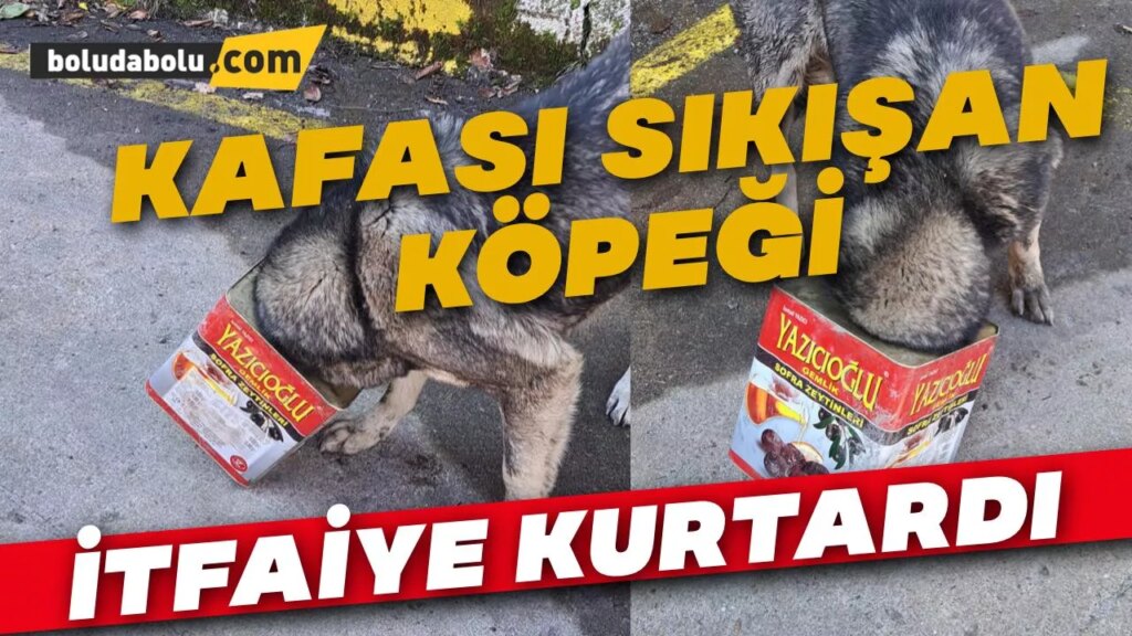 Bolu’da başı tenekeye sıkışan köpeği itfaiye kurtardı Bolu’da başı tenekeye sıkışan köpeği itfaiye kurtardı