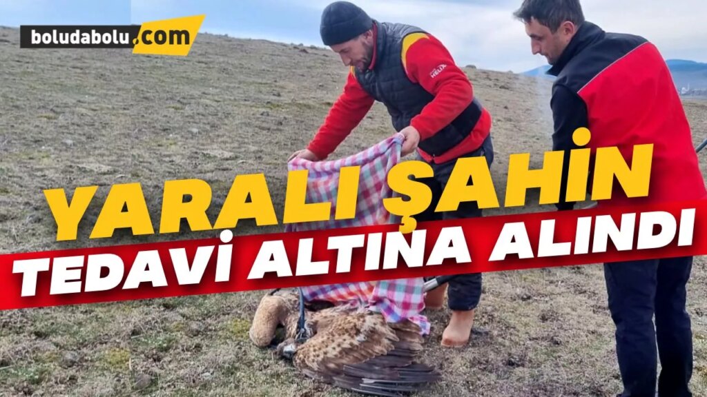 Bolu’da yaralı şahin tedavi altına alındı Bolu’da yaralı şahin tedavi altına alındı