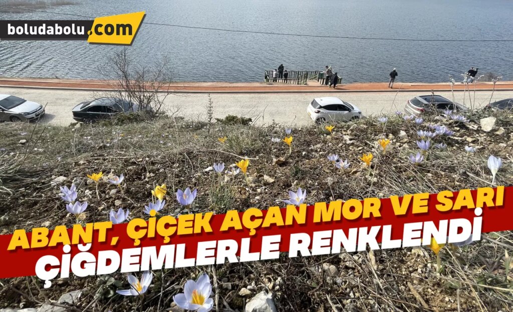 Abant, çiçek açan mor ve sarı çiğdemlerle renklendi Abant, çiçek açan mor ve sarı çiğdemlerle renklendi