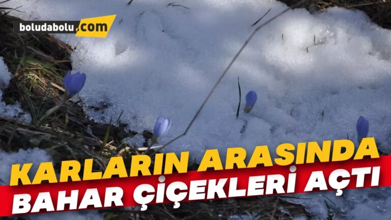 Karların arasında bahar çiçekleri açtı