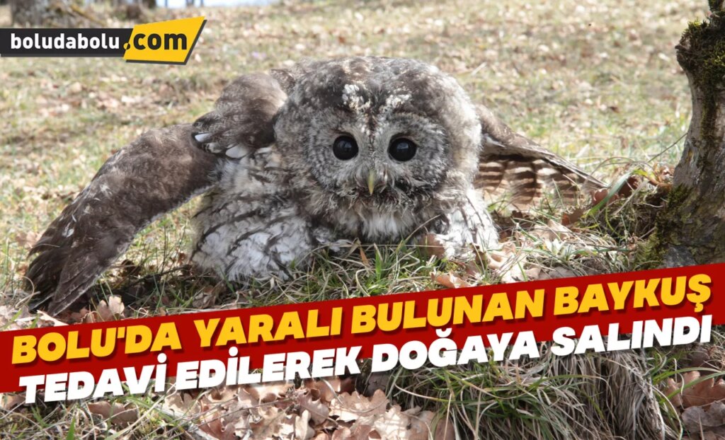 Bolu’da yaralı bulunan baykuş tedavi edilerek doğaya salındı Bolu’da yaralı bulunan baykuş tedavi edilerek doğaya salındı