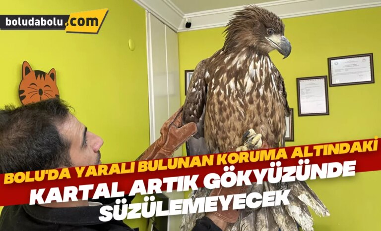 Bolu’da yaralı bulunan koruma altındaki şah kartal artık gökyüzünde süzülemeyecek