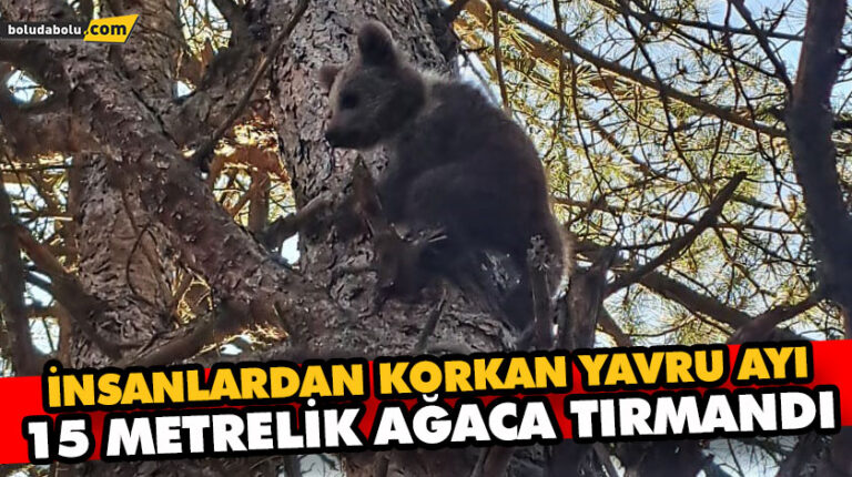 İNSANLARDAN KORKAN YAVRU AYI 15 METRELİK AĞACA TIRMANDI
