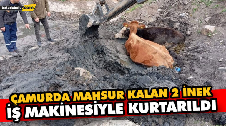 ÇAMURDA MAHSUR KALAN 2 İNEK İŞ MAKİNESİYLE KURTARILDI