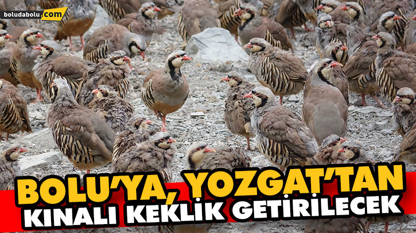 BOLU’YA, YOZGAT’TAN KINALI KEKLİK GETİRİLECEK BOLU’YA, YOZGAT’TAN KINALI KEKLİK GETİRİLECEK