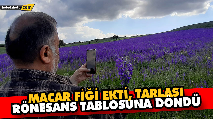 MACAR FİĞİ EKTİ, TARLASI RÖNESANS TABLOSUNA DÖNDÜ MACAR FİĞİ EKTİ, TARLASI RÖNESANS TABLOSUNA DÖNDÜ