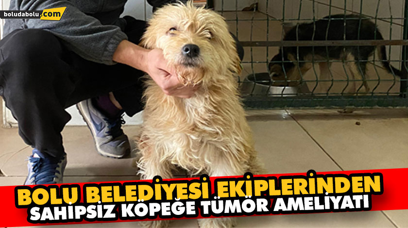 BOLU BELEDİYESİ EKİPLERİNDEN SAHİPSİZ KÖPEĞE TÜMÖR AMELİYATI BOLU BELEDİYESİ EKİPLERİNDEN SAHİPSİZ KÖPEĞE TÜMÖR AMELİYATI